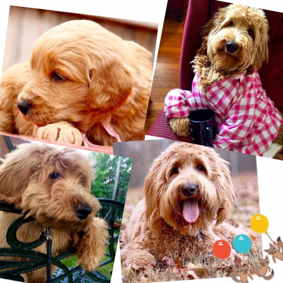 Charlie Puppy Collage.jpg