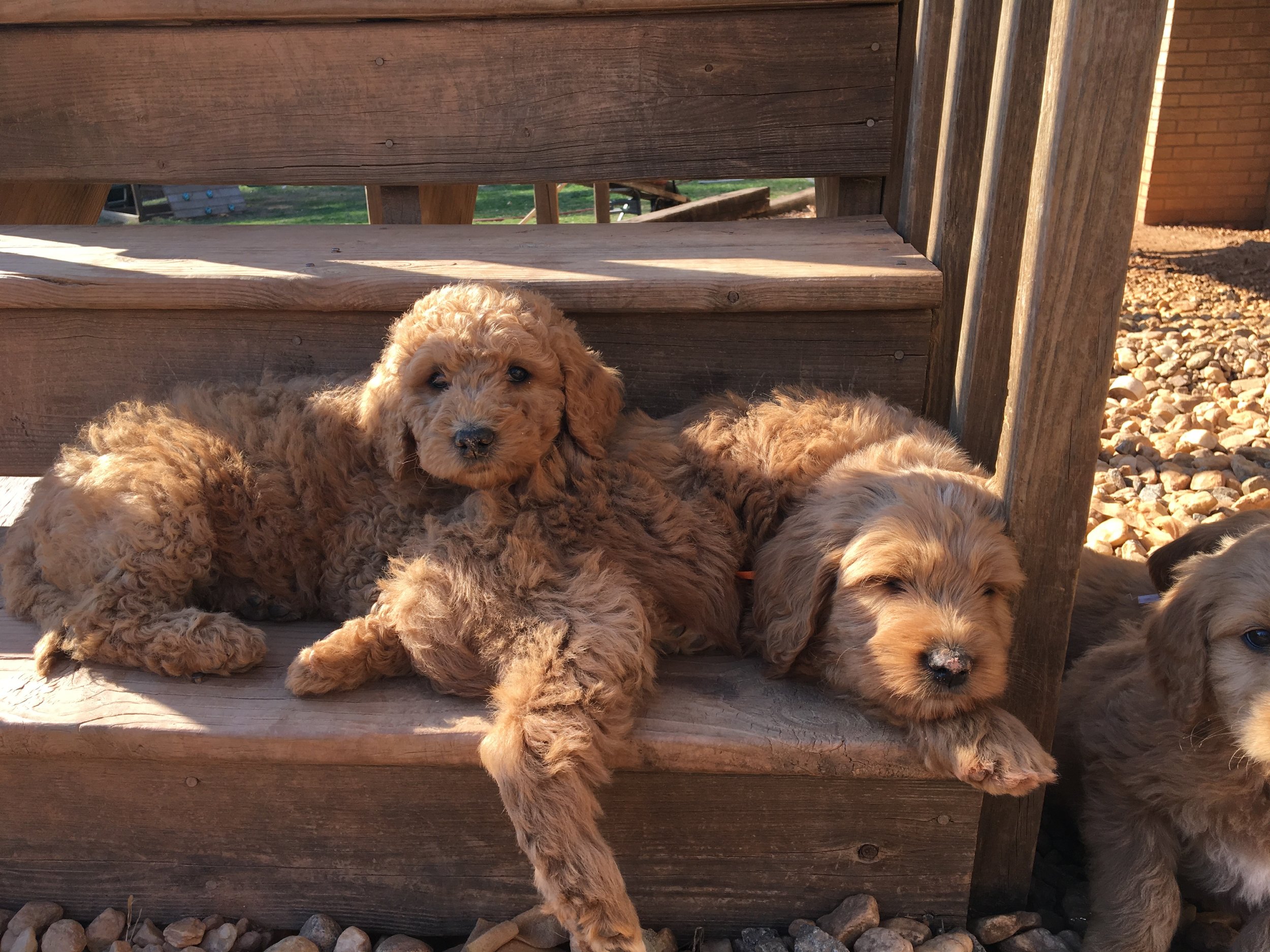 Puppies 3-6-17.JPG