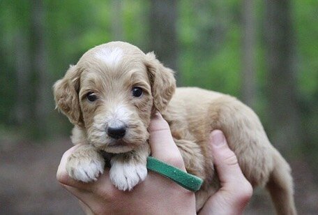 Cherry and Jack&rsquo;s puppies! 3 weeks old. #harmonydoodles #goldendoodle ( all reserved)