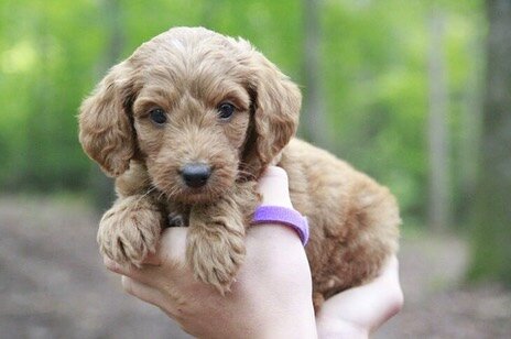 Piper and Hank&rsquo;s puppies! 5 weeks old! ( all are reserved) #harmonydoodles #goldendoodles