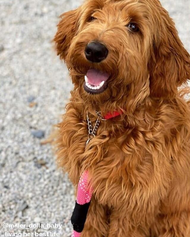 If you need me i&rsquo;ll be at the beach! 😊🎉❤️ @miller_dolla_baby #harmonydoodles #beachlife #goldendoodlestyle