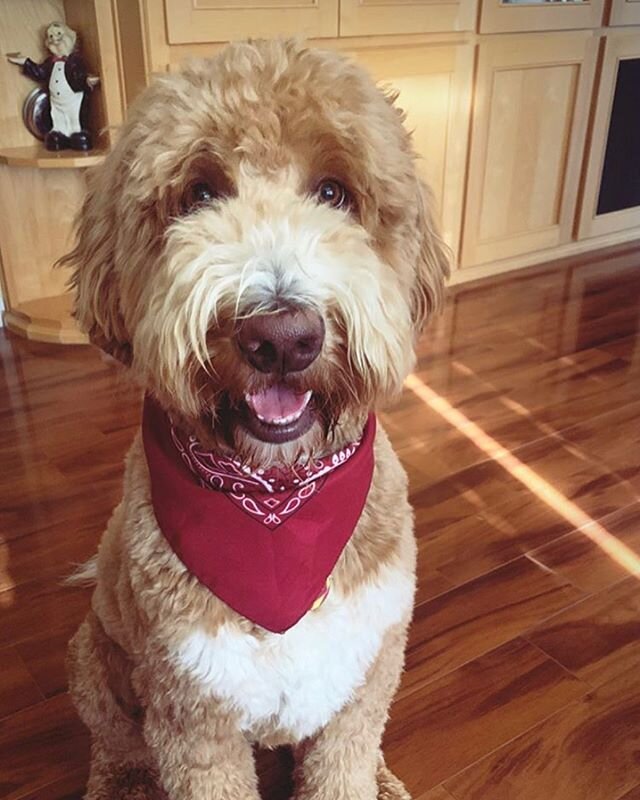 Arlo is so handsome sporting his red handkerchief!! I think he looks like a cowboy dood!! #cowboy #harmonydoodles #goldendoodle @thedoodarlo
