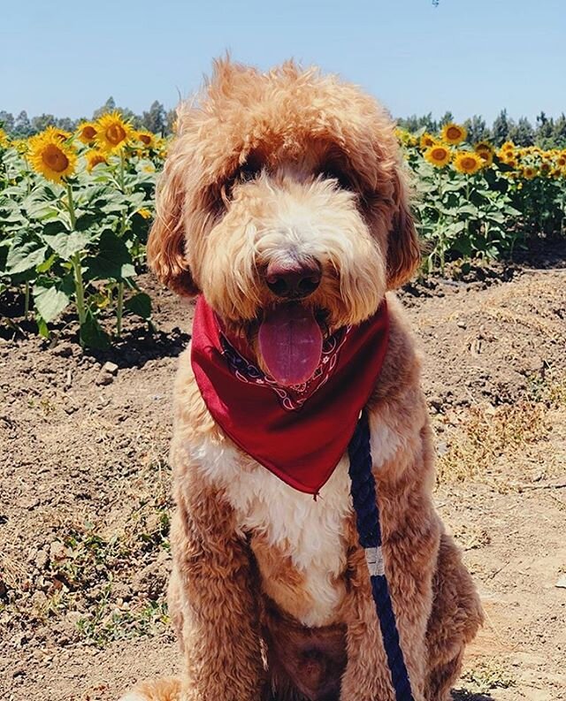 Summer is such a beautiful time of year! Sunflowers are my favorite. Hope you are able to stop and smell the flowers! Bring some joy to someone&rsquo;s life today! Blessings #harmonydoodles @thedoodarlo #summertime #blessothers #goldendoodle