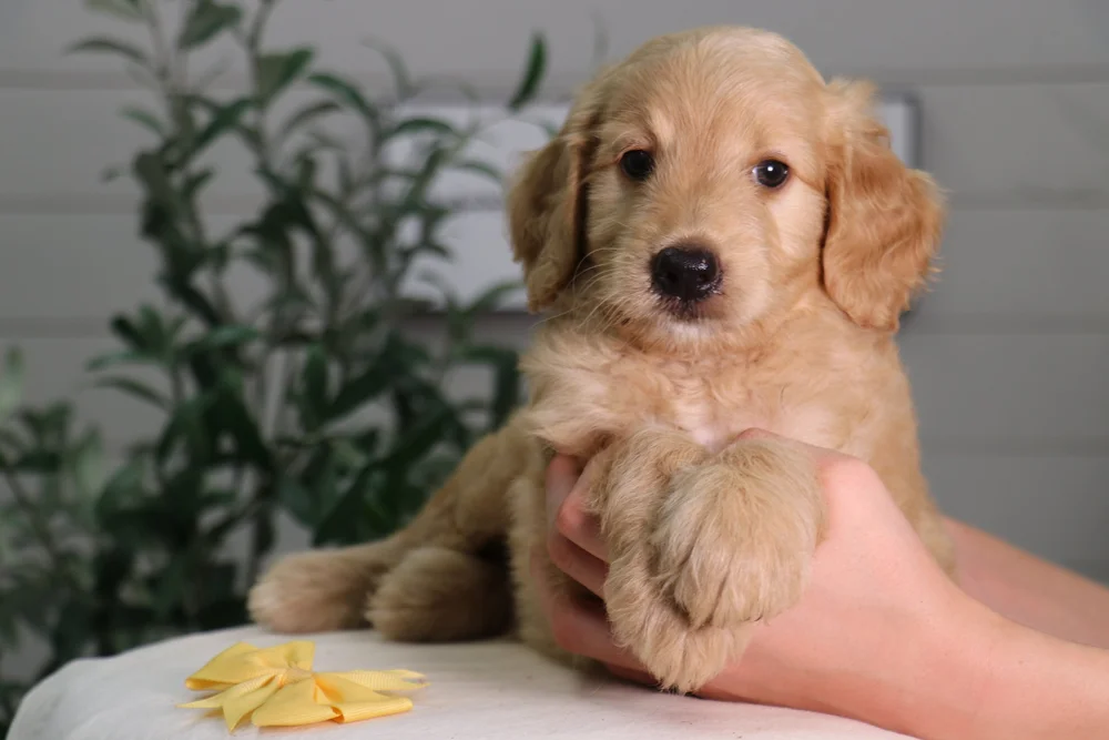 Golden Retriever Goldendoodle Adoption Near Me Golden Retriever