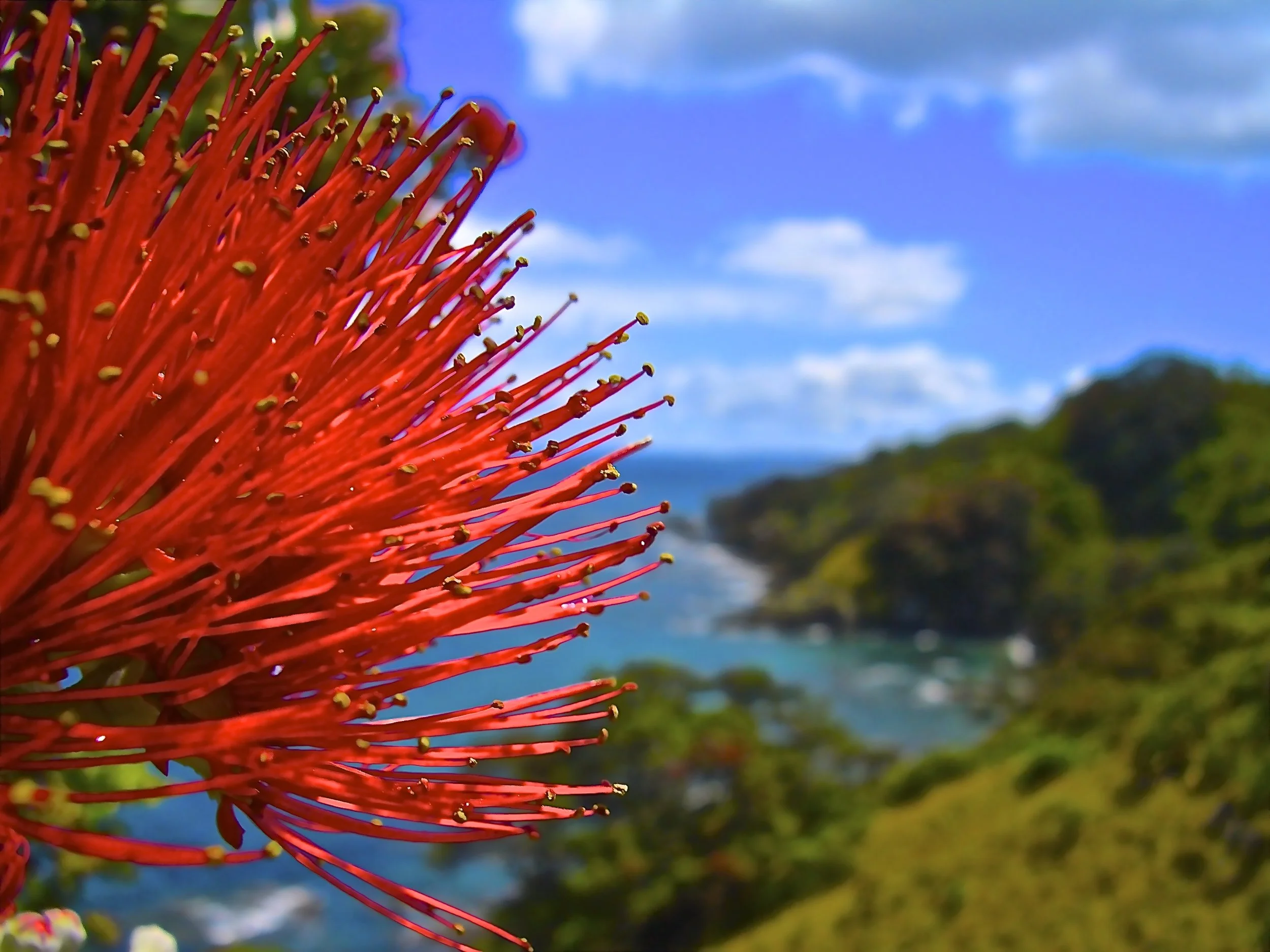 Pohutukawa Flower