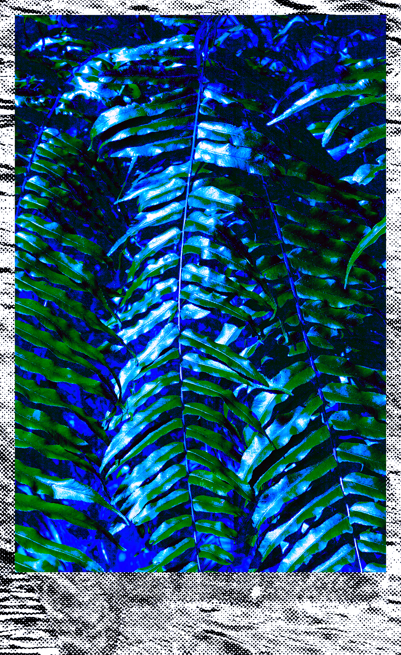 02_cyber_fern_background_2500px.png