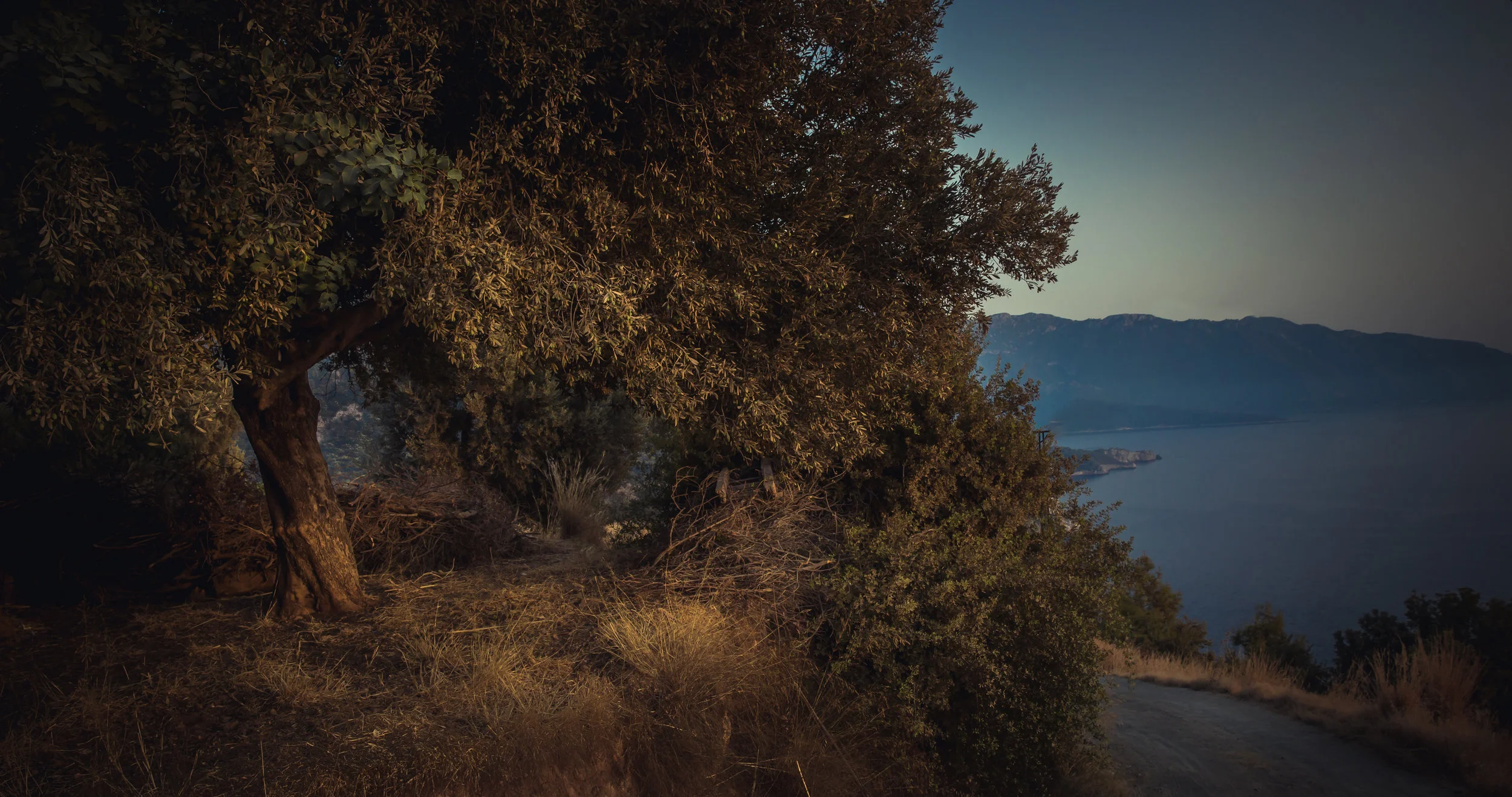 olivetree.jpg