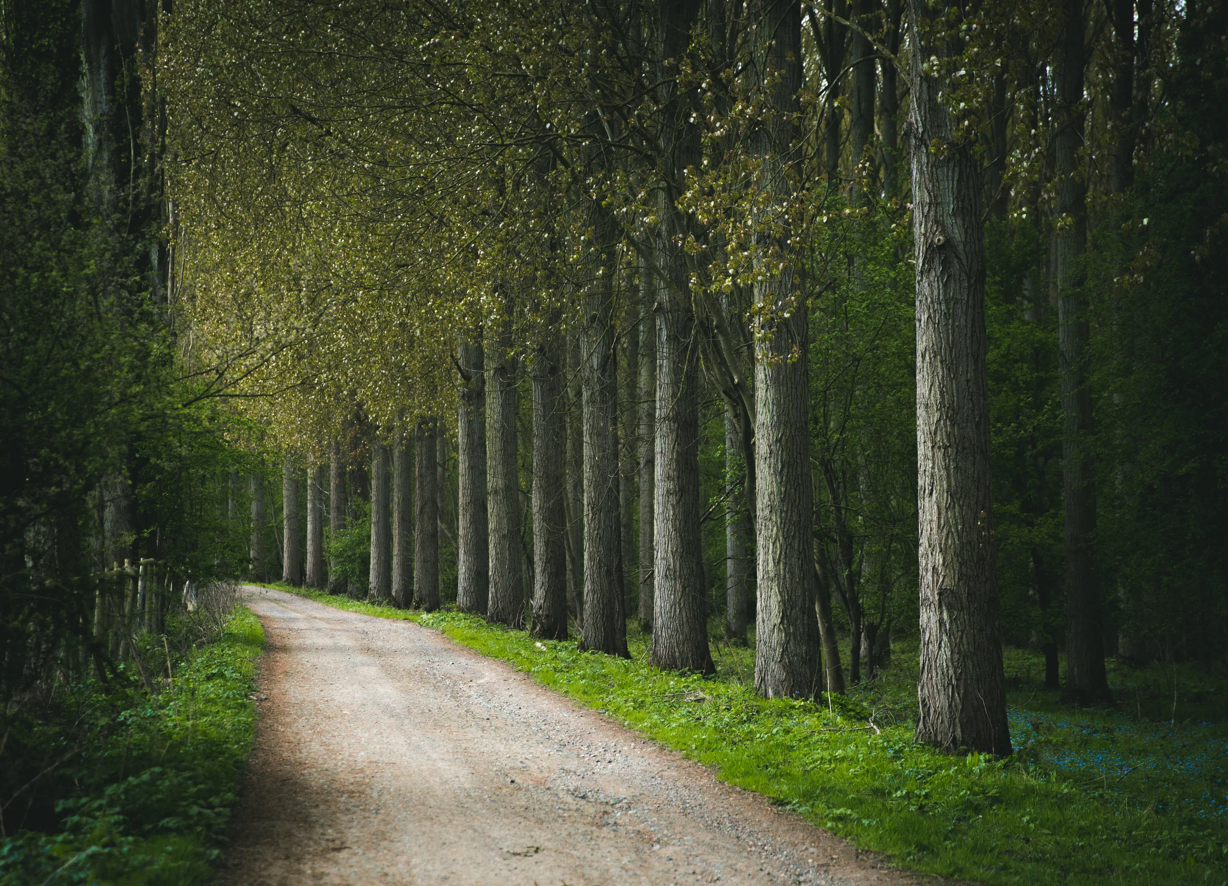 woods.jpg