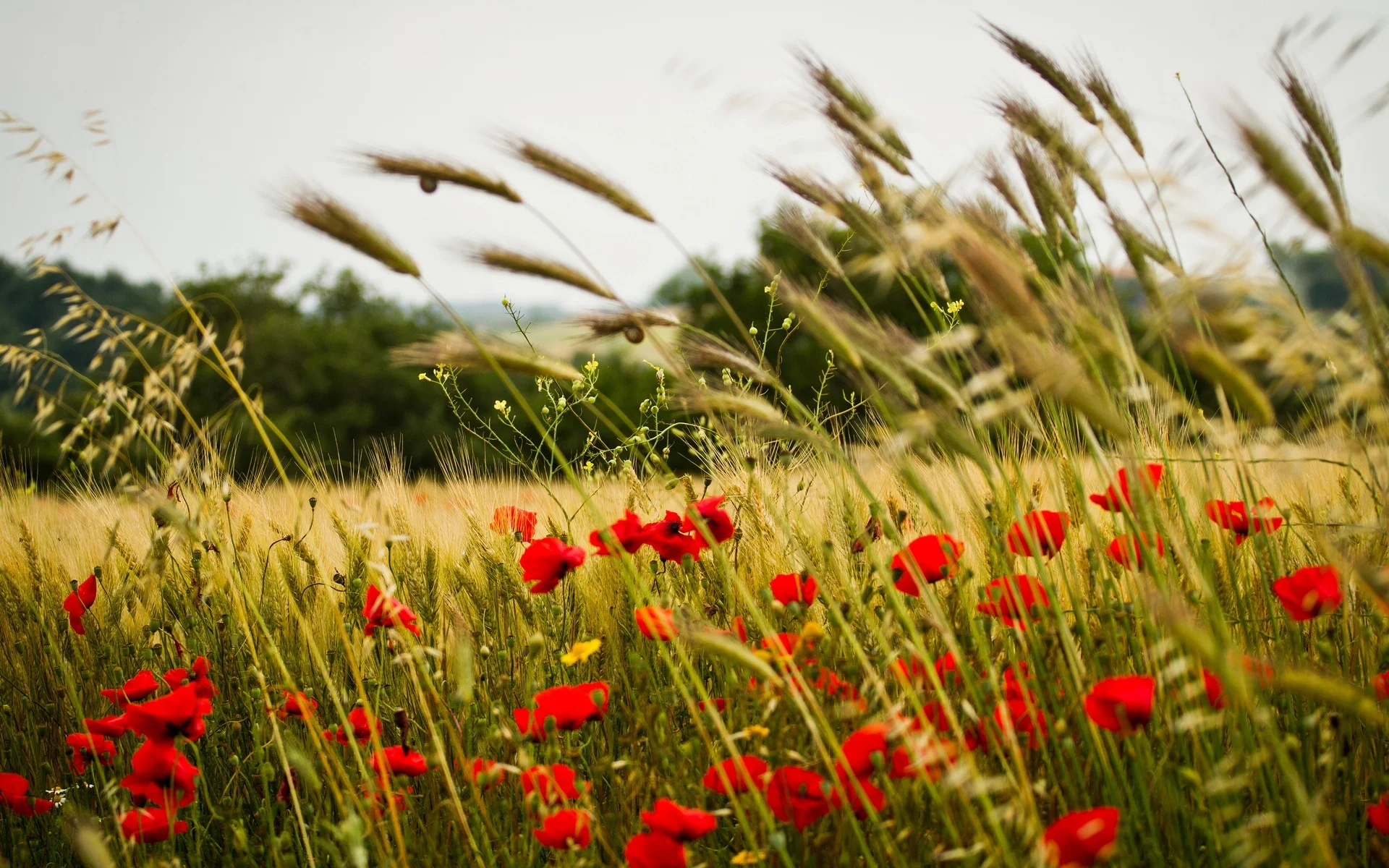 wheat-field-poppy-flowers-wide.jpg