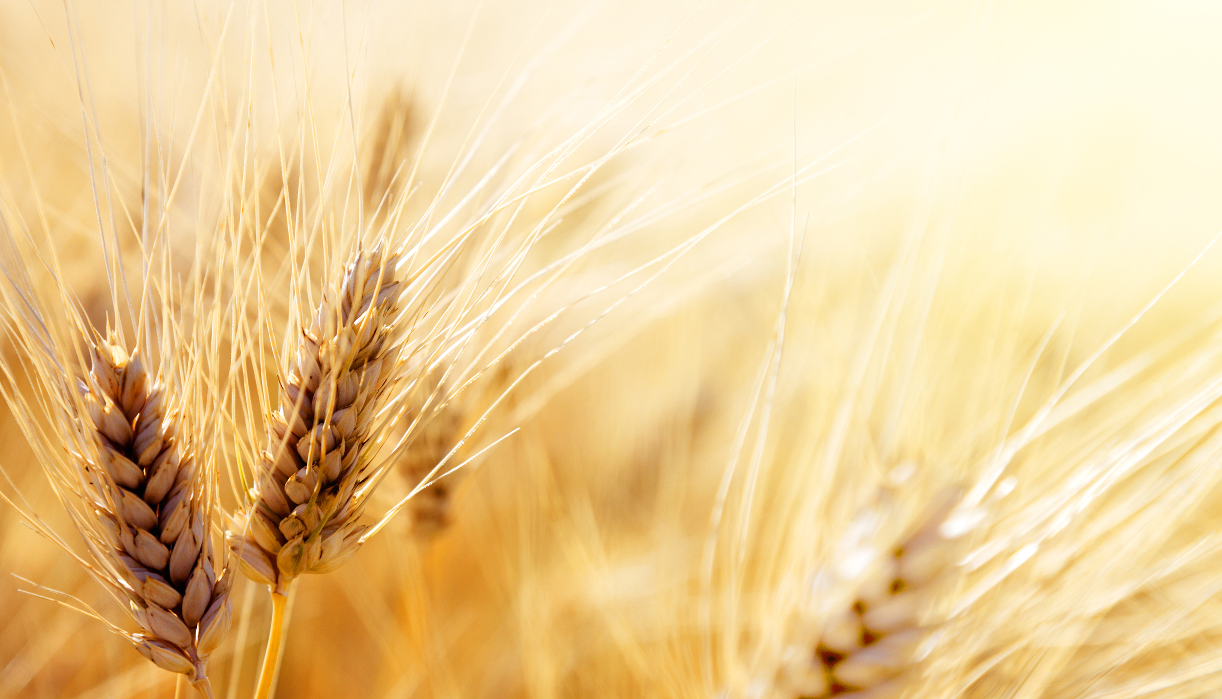 bigstock-Wheat-field-44126500.jpg
