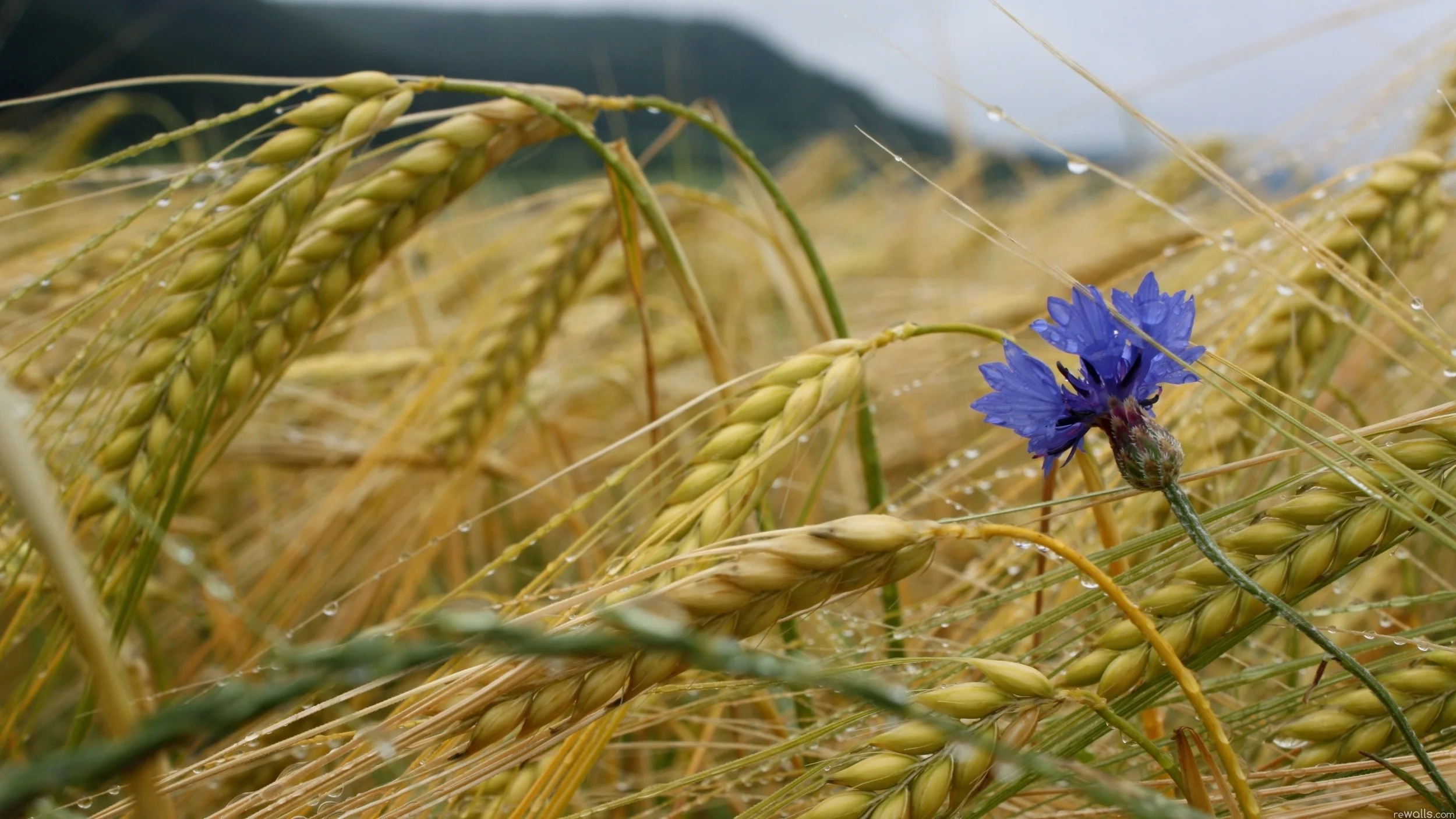 Nature___Flowers_Cornflower_among_the_wheat_043626_.jpg