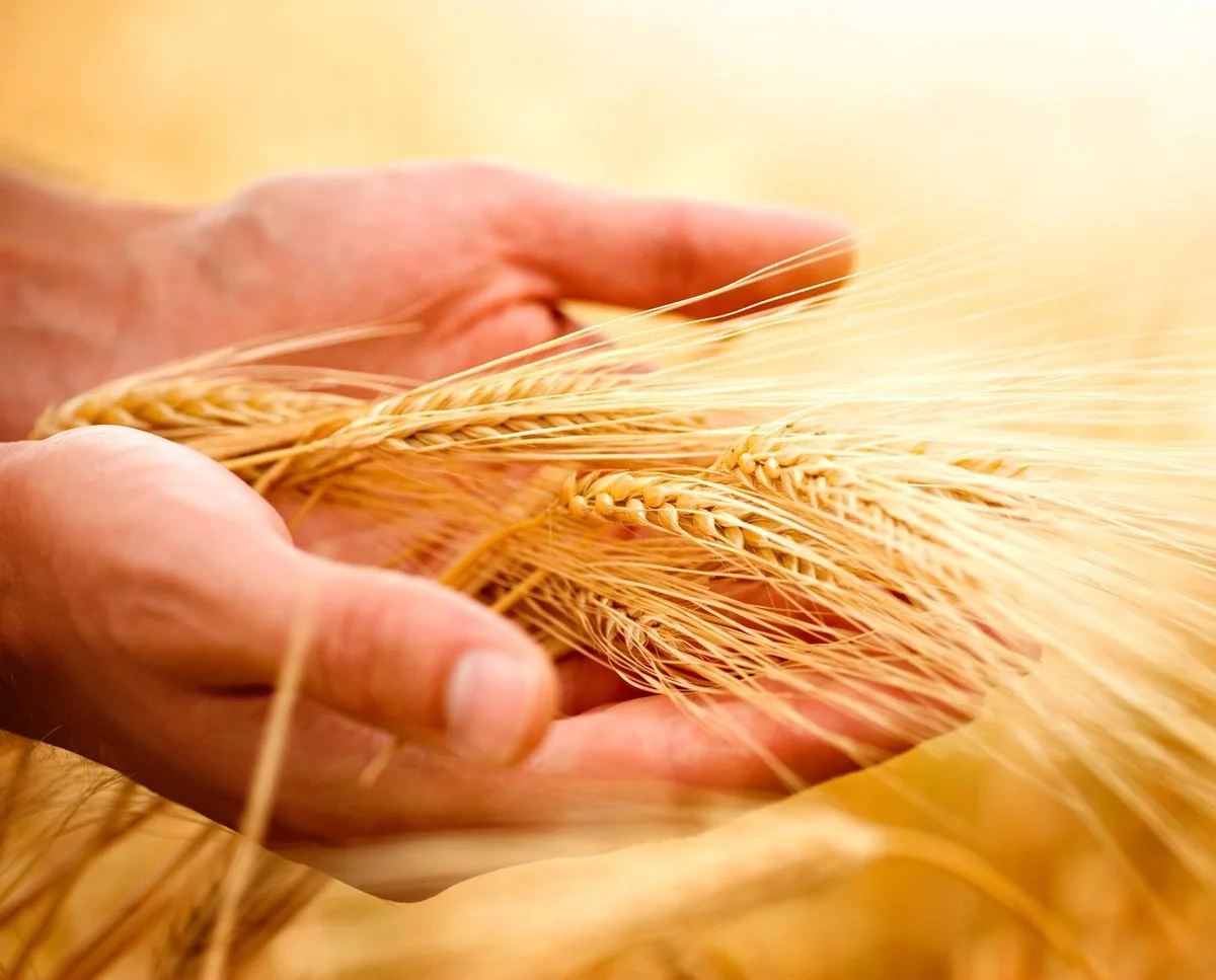 Why-Wheat-Even-Whole-Wheat-May-Be-Making-You-Sick.jpg