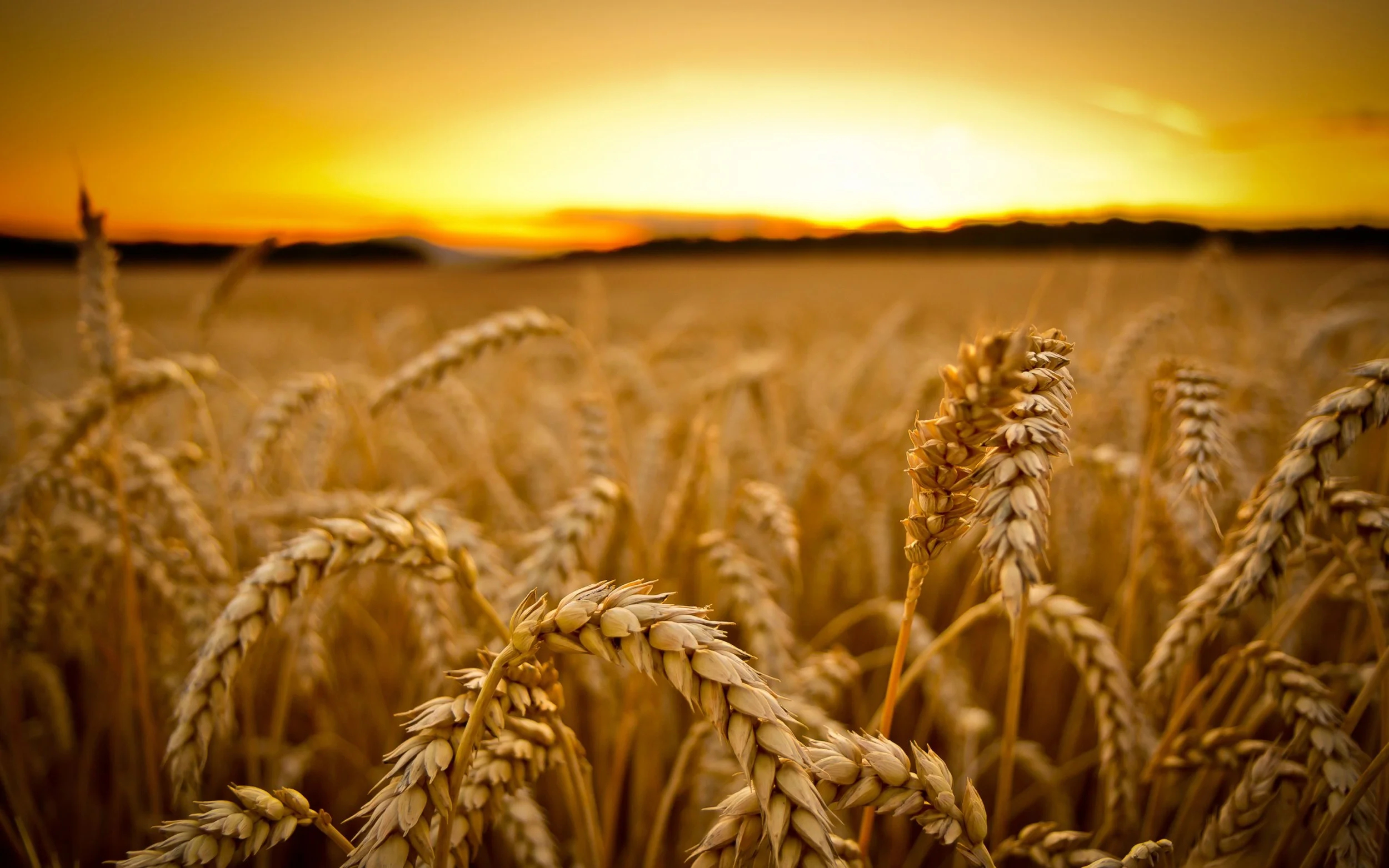 Wonderful-Wheat-Field-Wallpaper-HD.jpg
