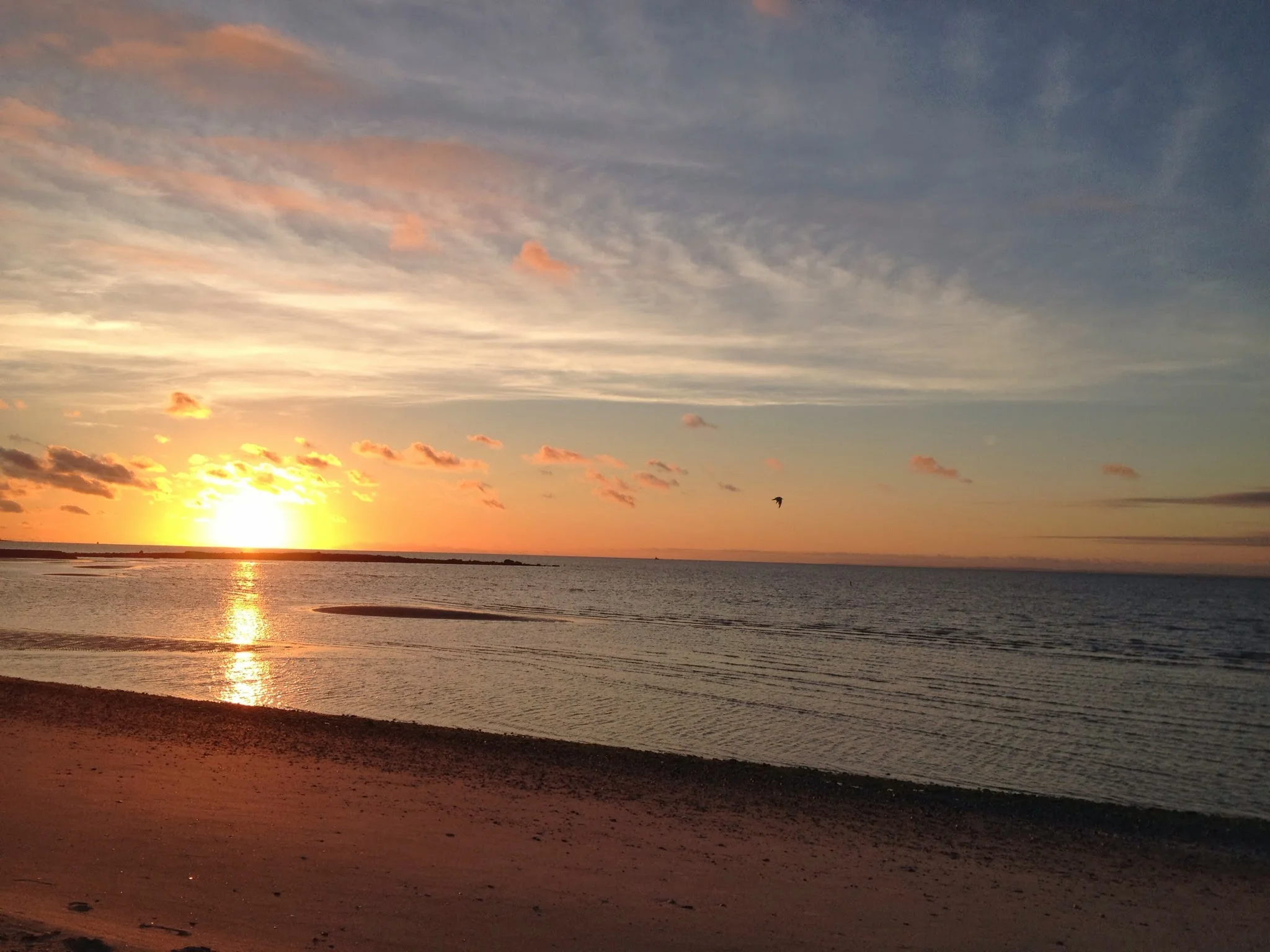 Compo Sunrise Wide Bird.JPG