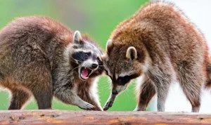 Why Couples Fight: The Real Cause of Conflict