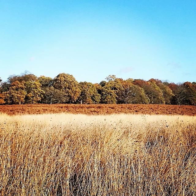 Wonderful autumnal colours in Richmond Park. Feeling very inspired for my current project 🍁🌞 #landscapephotography #nature #grass #clouds #art #interiordesignerlife