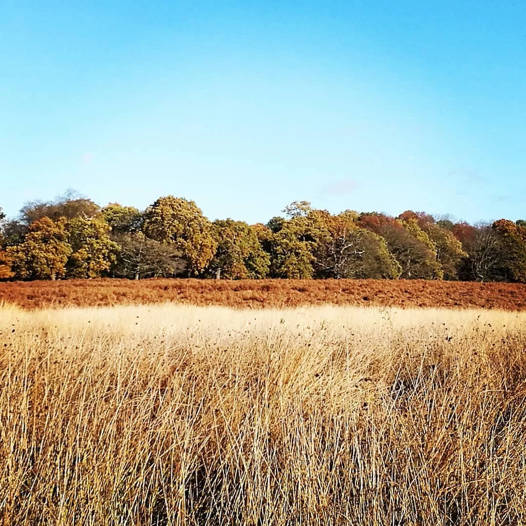 Wonderful autumnal colours in Richmond Park. Feeling very inspired for my current project 🍁🌞 #landscapephotography #nature #grass #clouds #art #interiordesignerlife