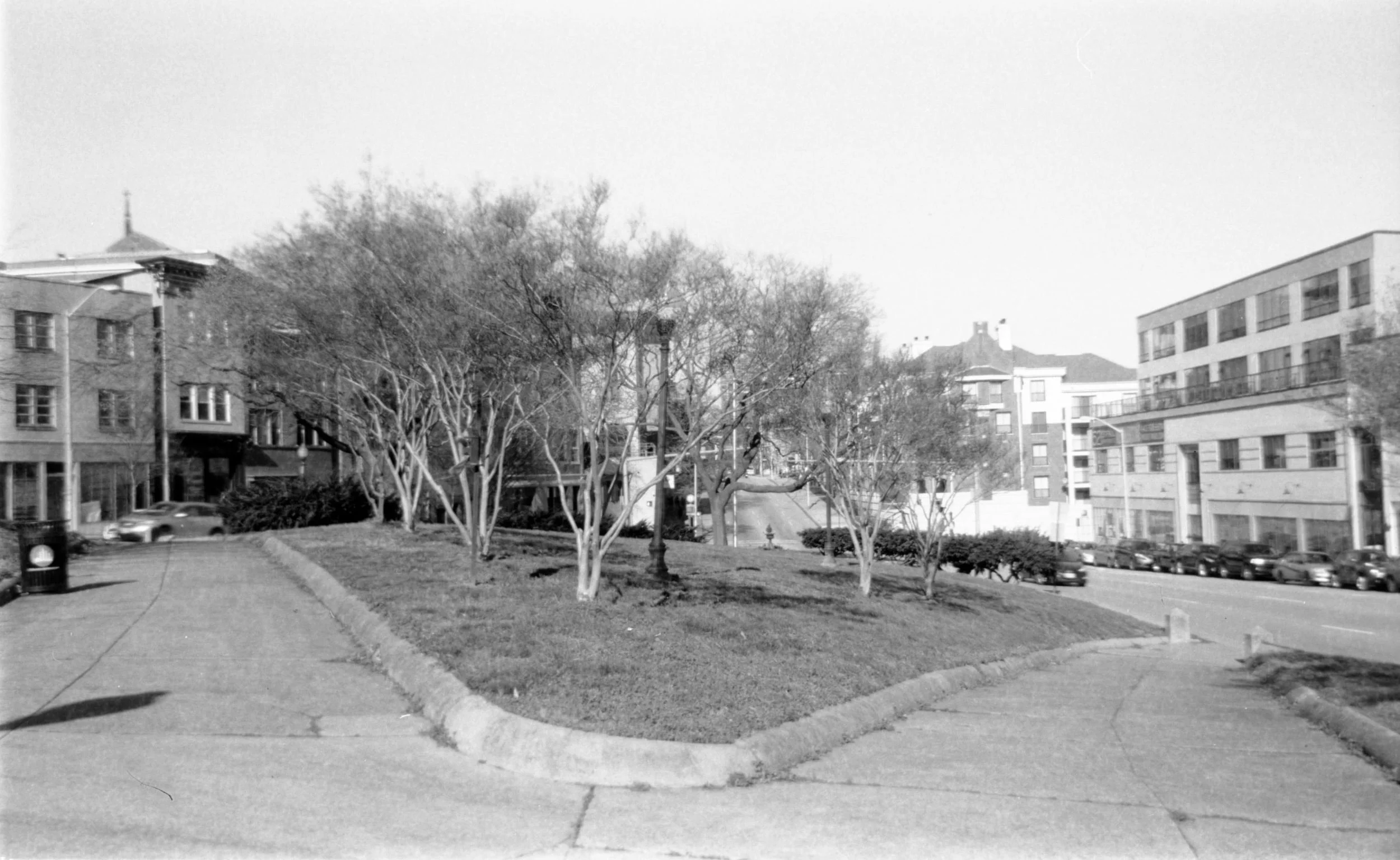 tree_grouping_st_paul.jpg