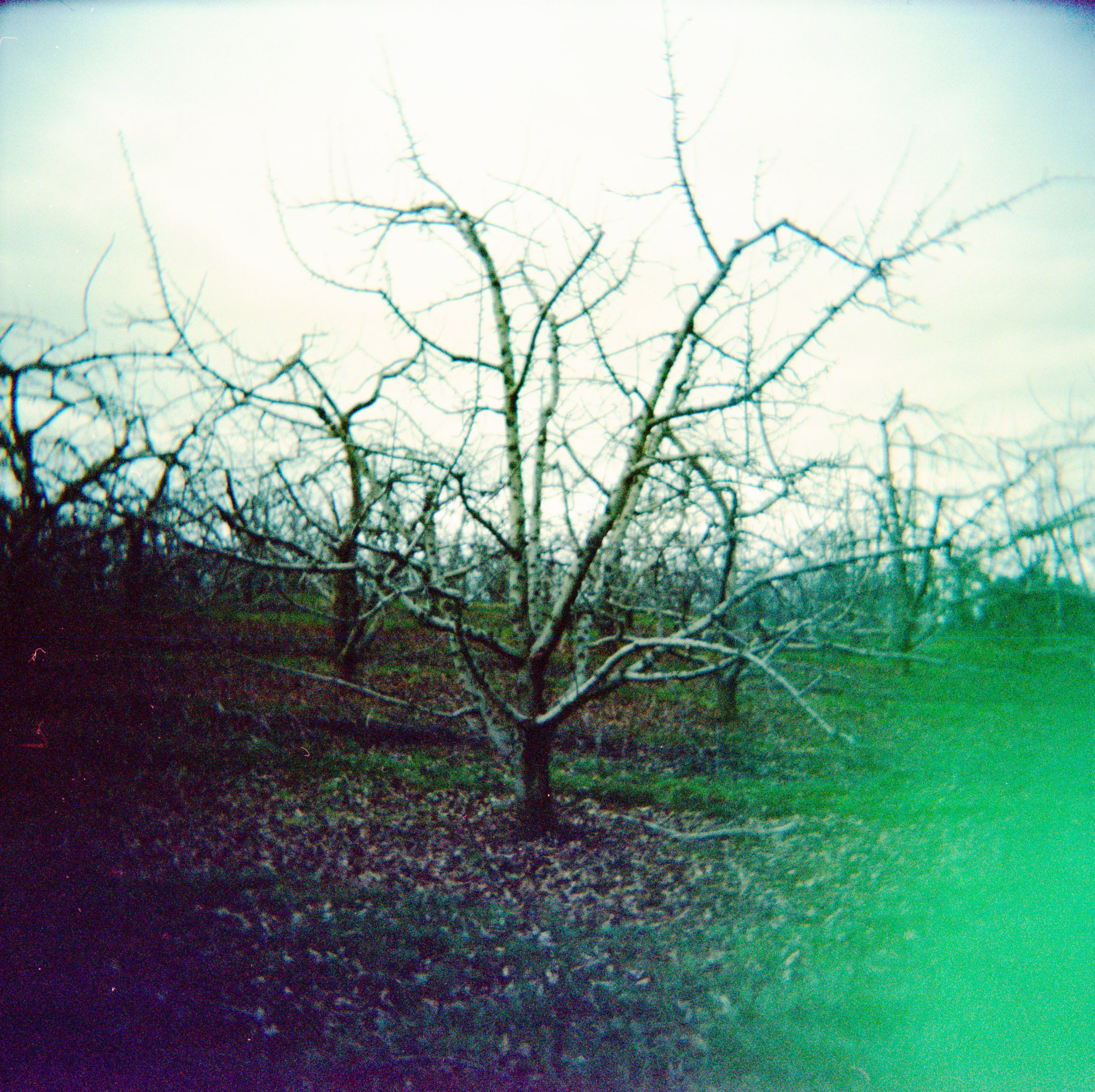 orchard_tree.jpg