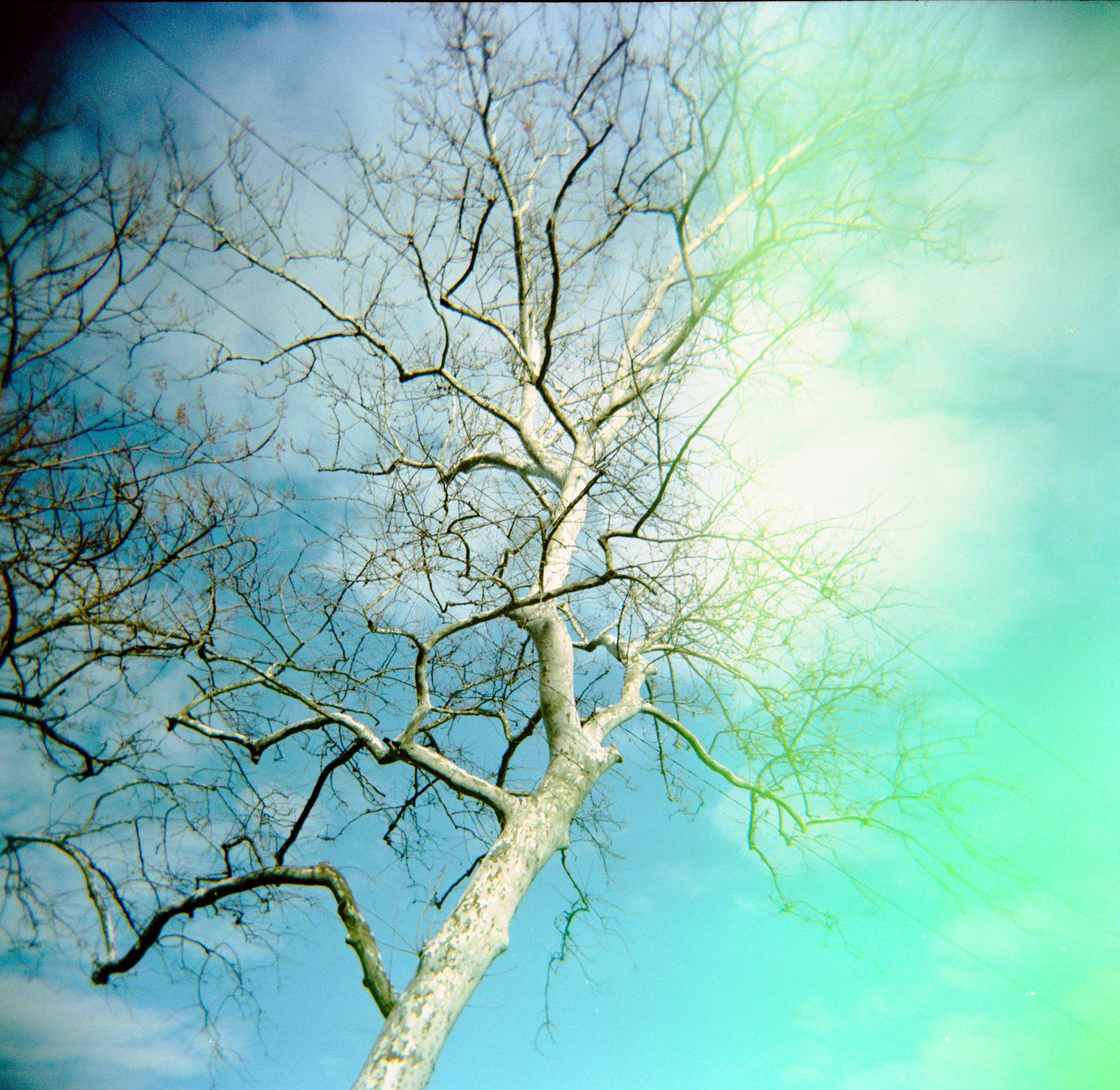 tree_at_conowingo.jpg
