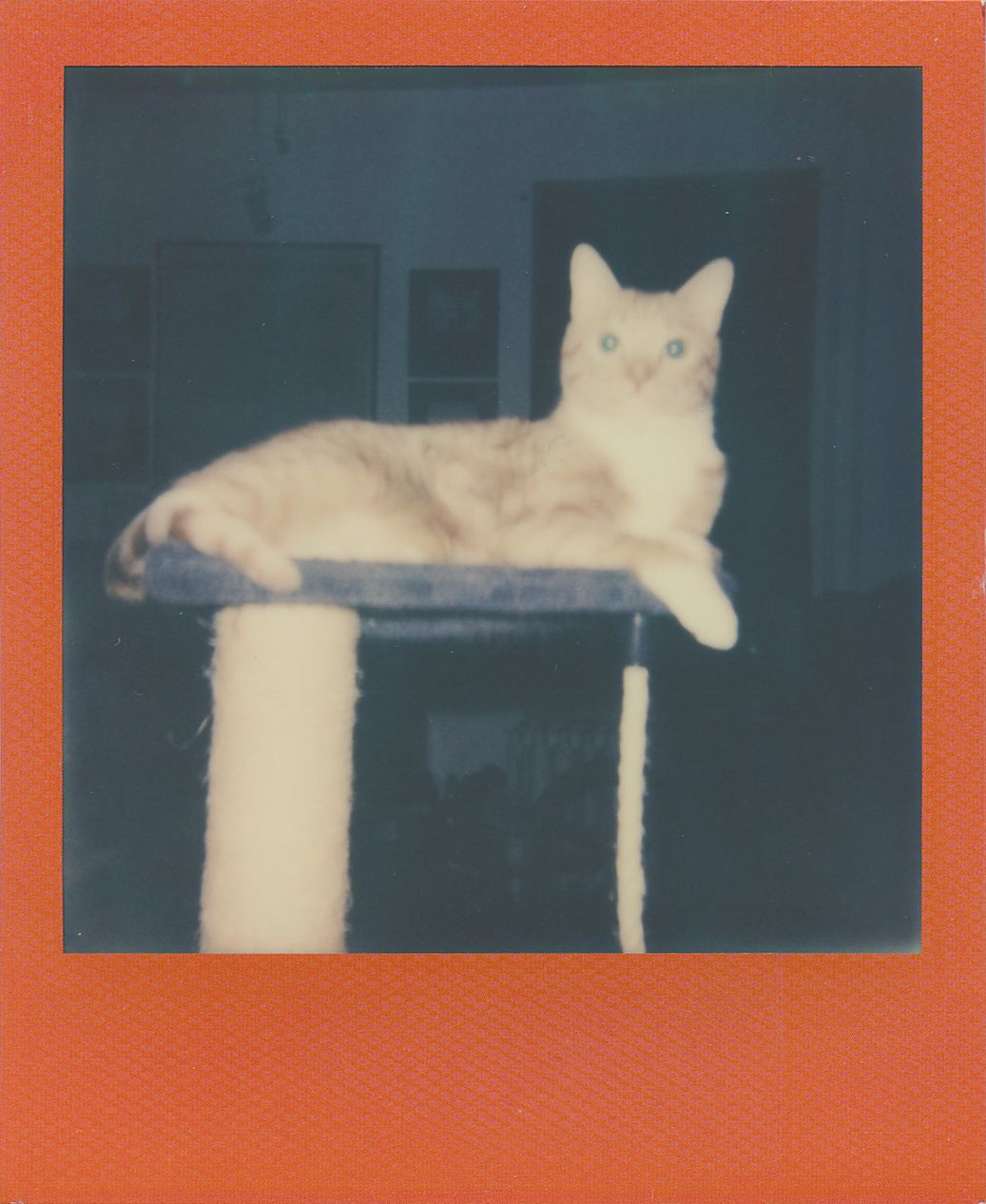 dali_on_cattree.jpg
