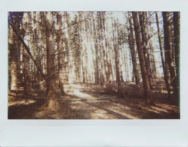 lots_of_trees.jpg