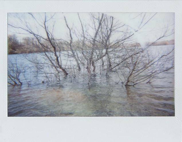 trees_in_water.jpg
