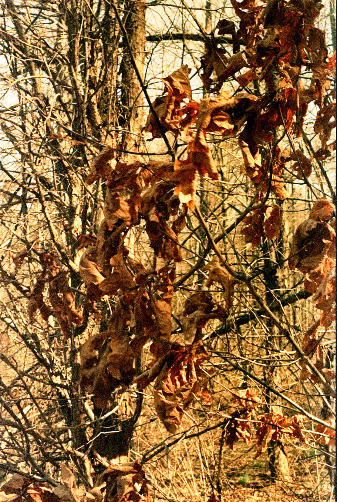 dead_leaves.jpg
