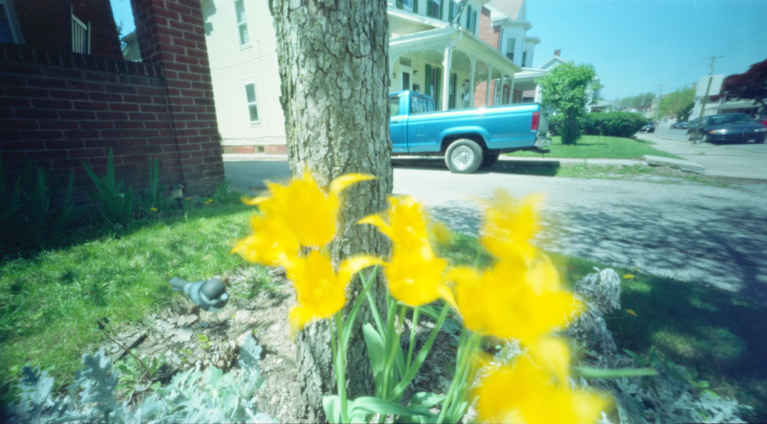 wppd_2016_tulips.jpg
