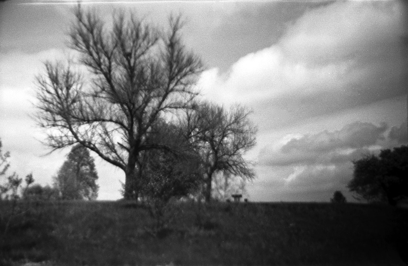 treescape.jpg
