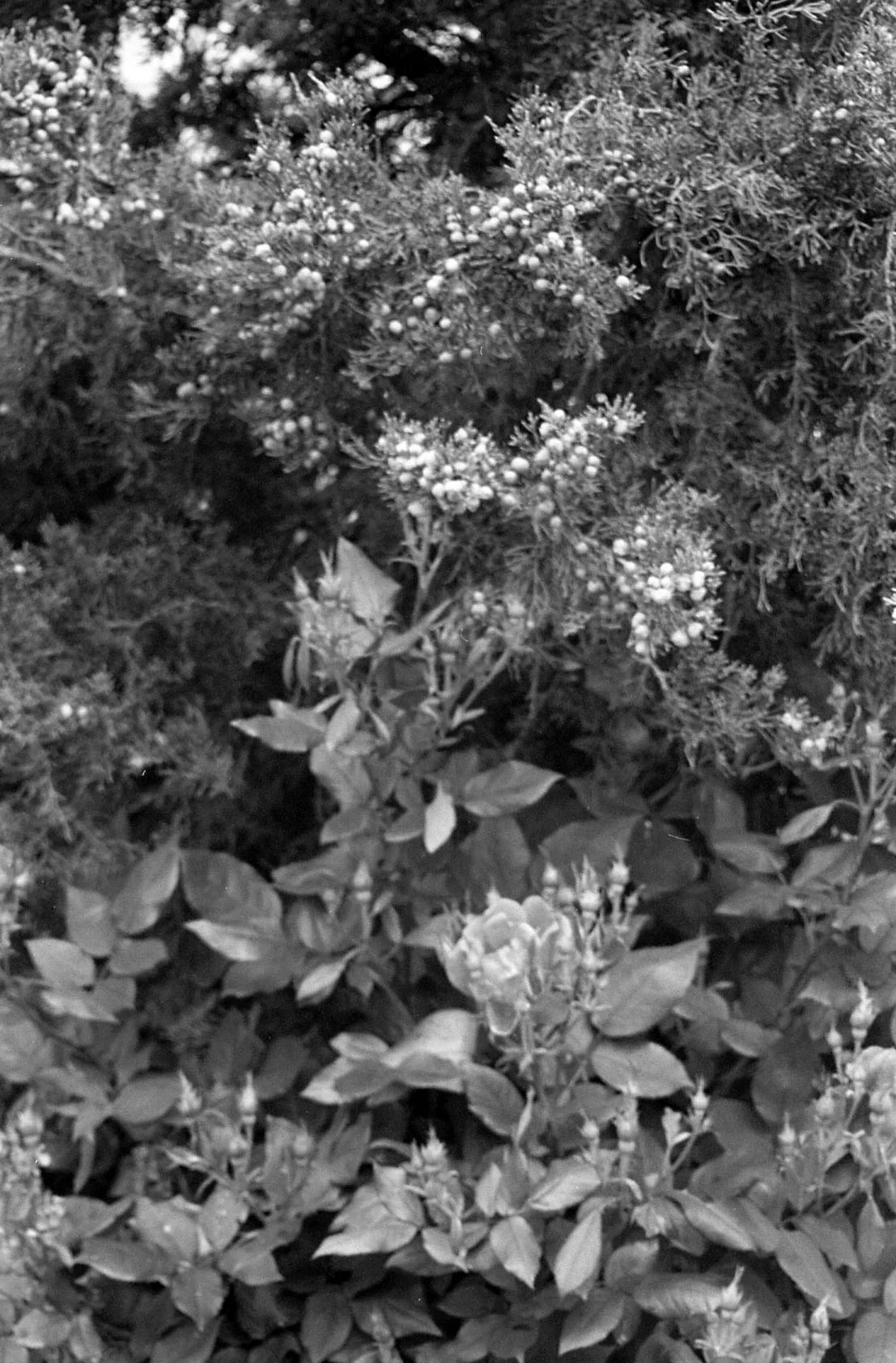 tree_berries.jpg