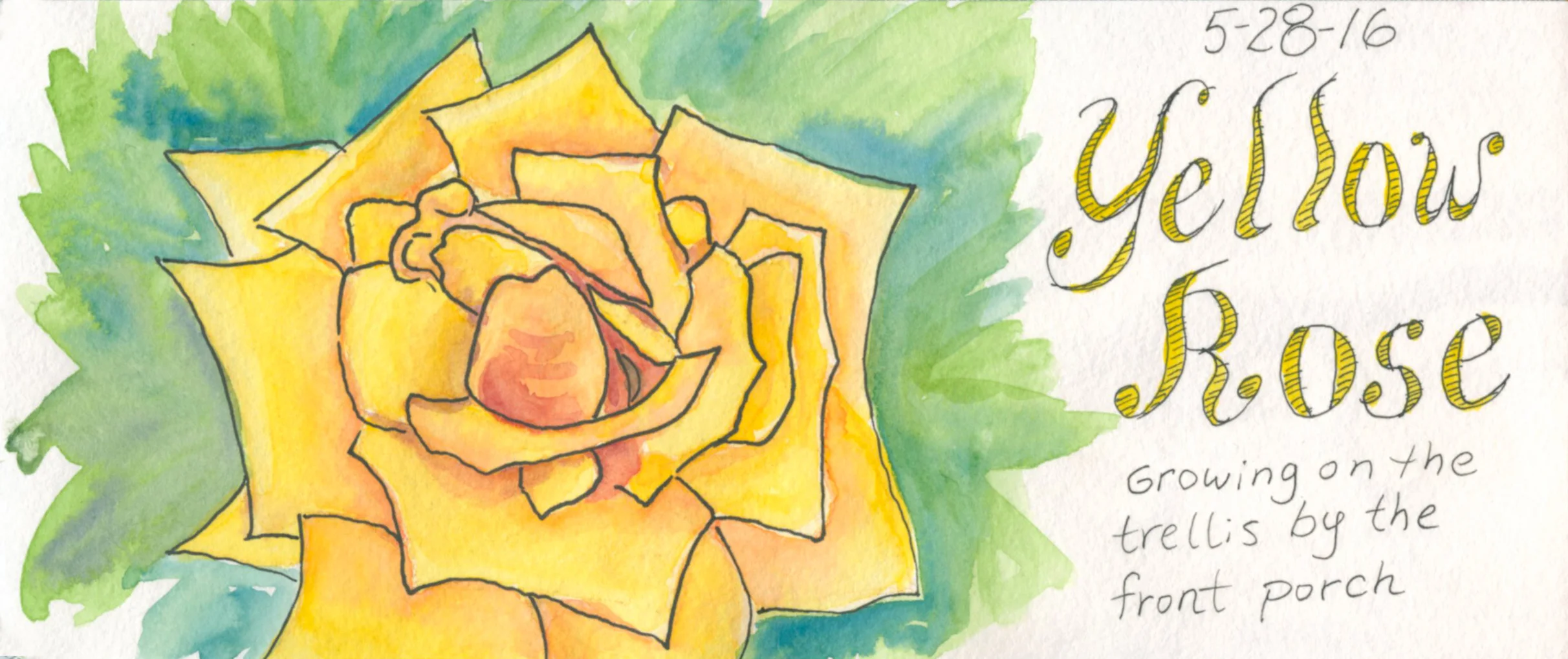 yellow_rose.jpg