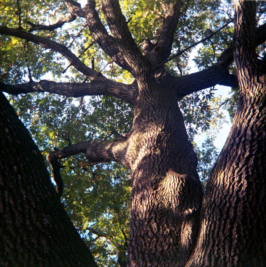 up_through_tree.jpg
