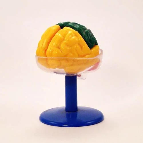 brain_mini.jpg