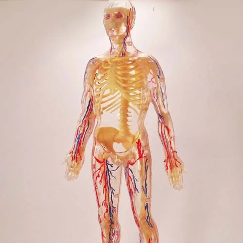 visible_man_partial.jpg