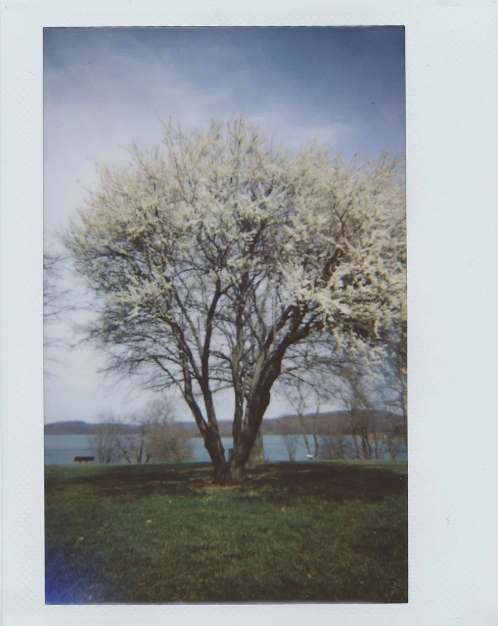 blooming_tree.jpg