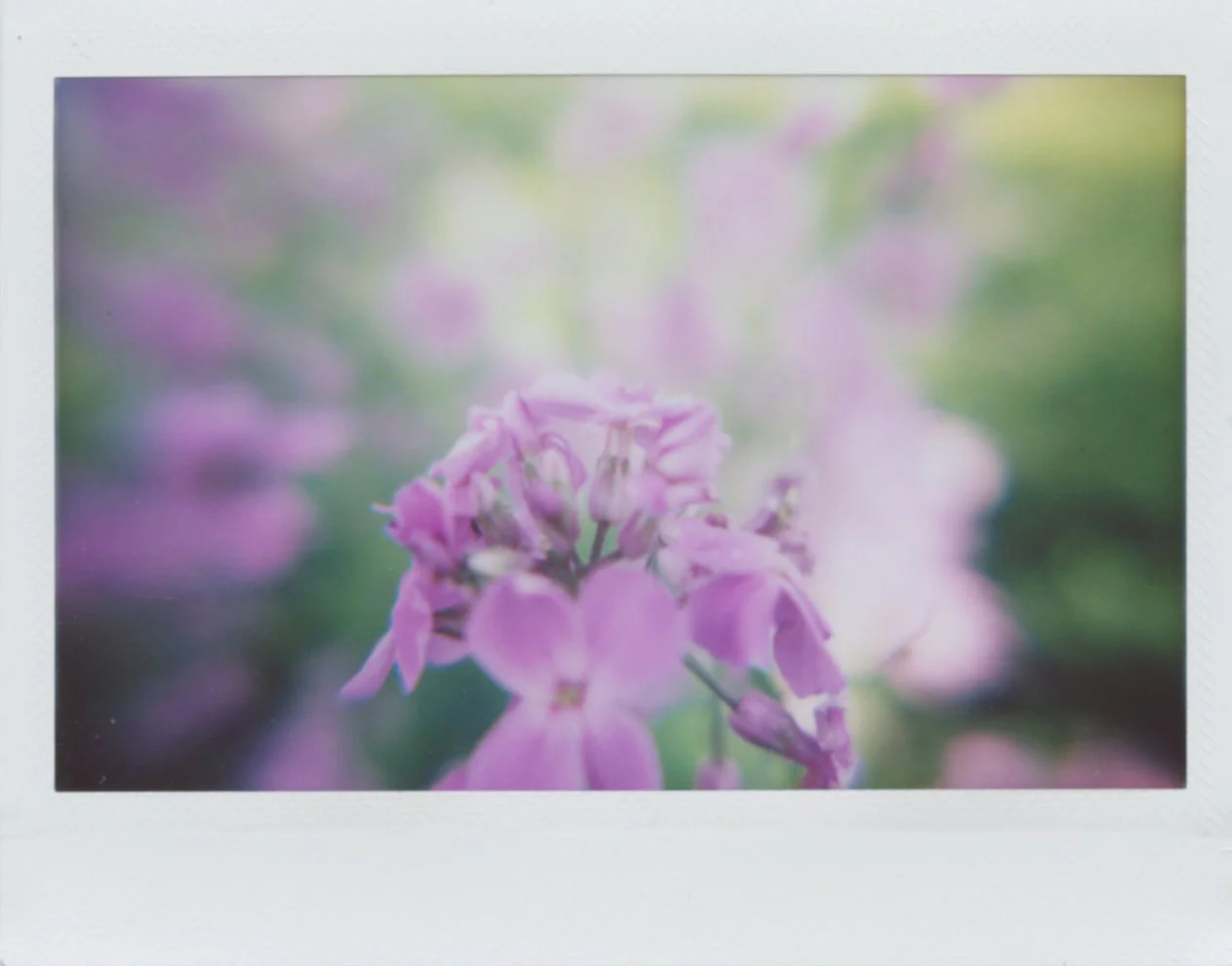 purple_wildflower.jpg