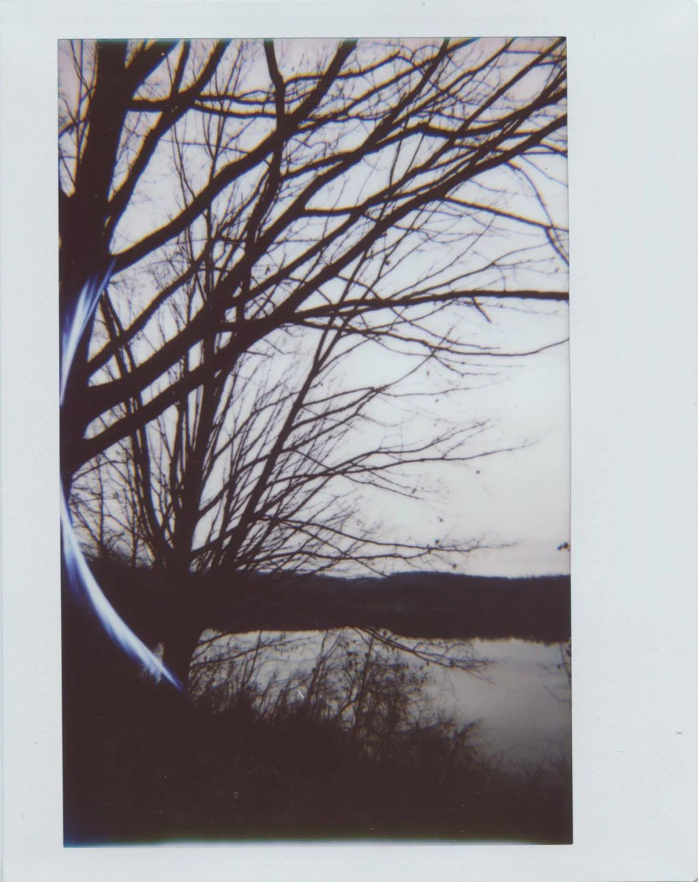trees_by_lake.jpg