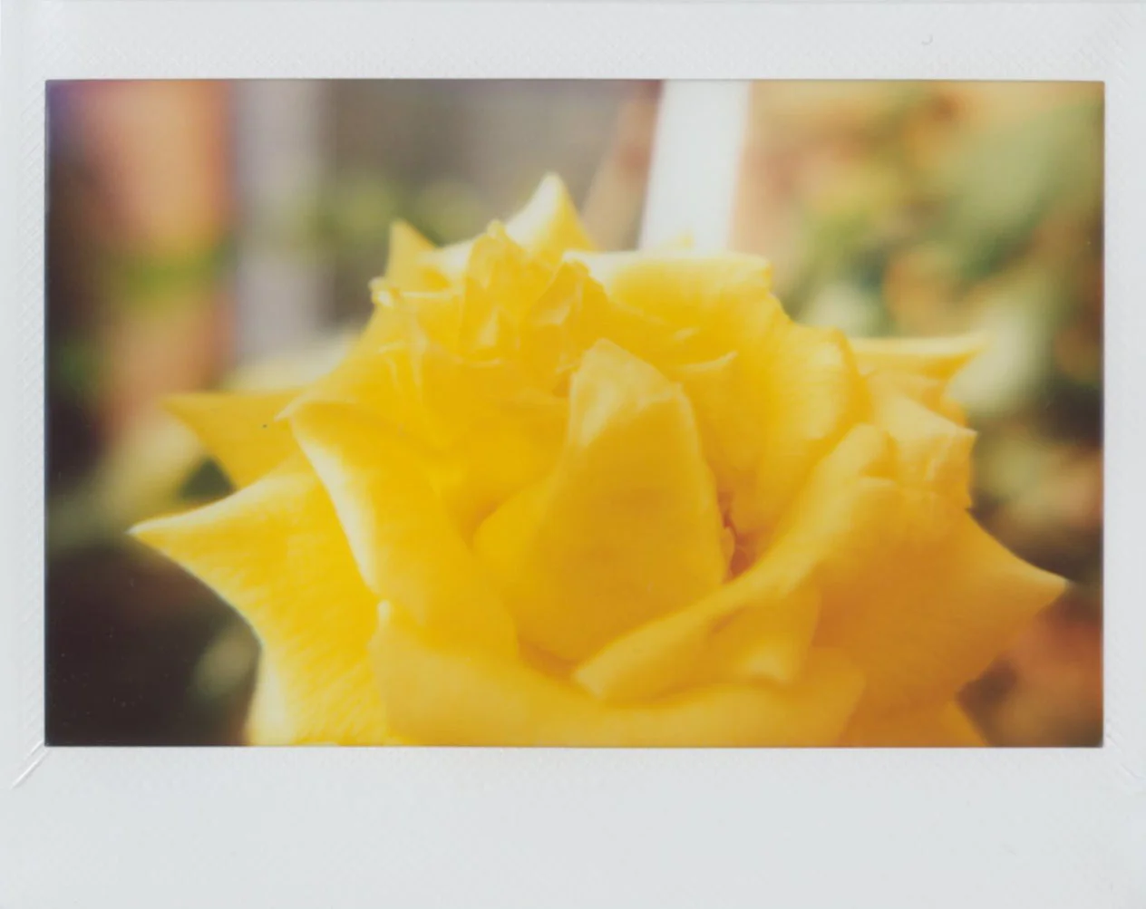 yellow_rose.jpg