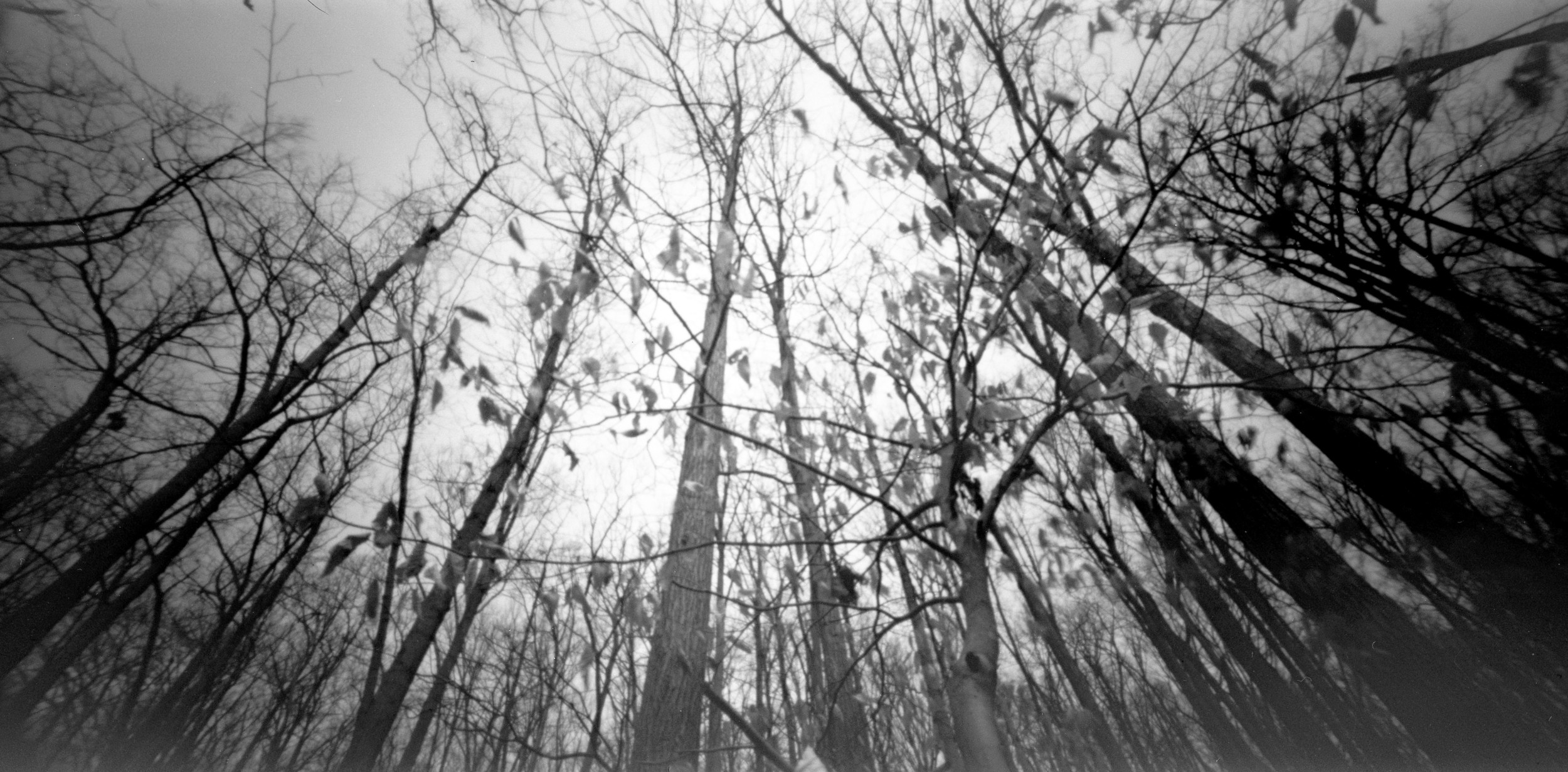 leaves.jpg