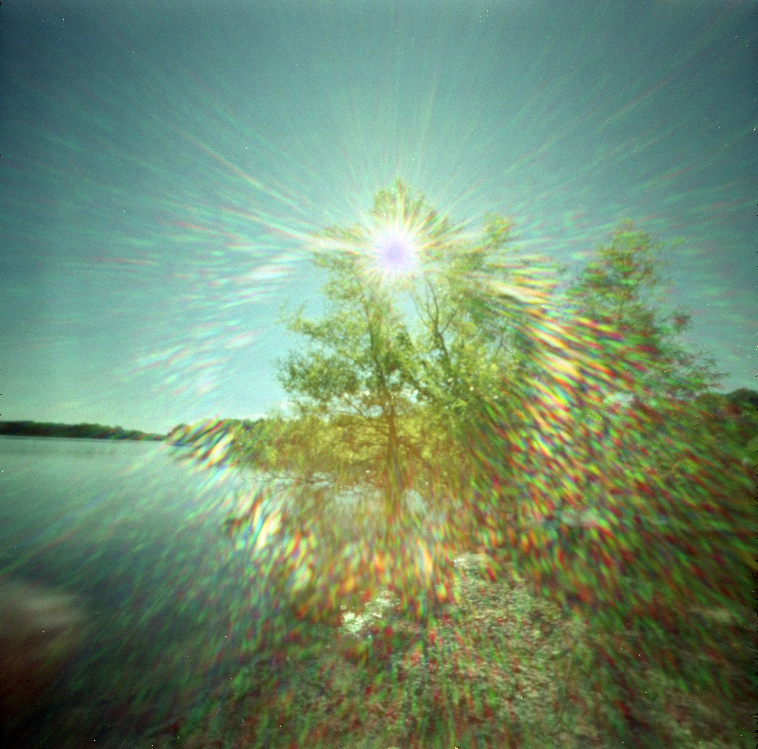 tree_glare.jpg