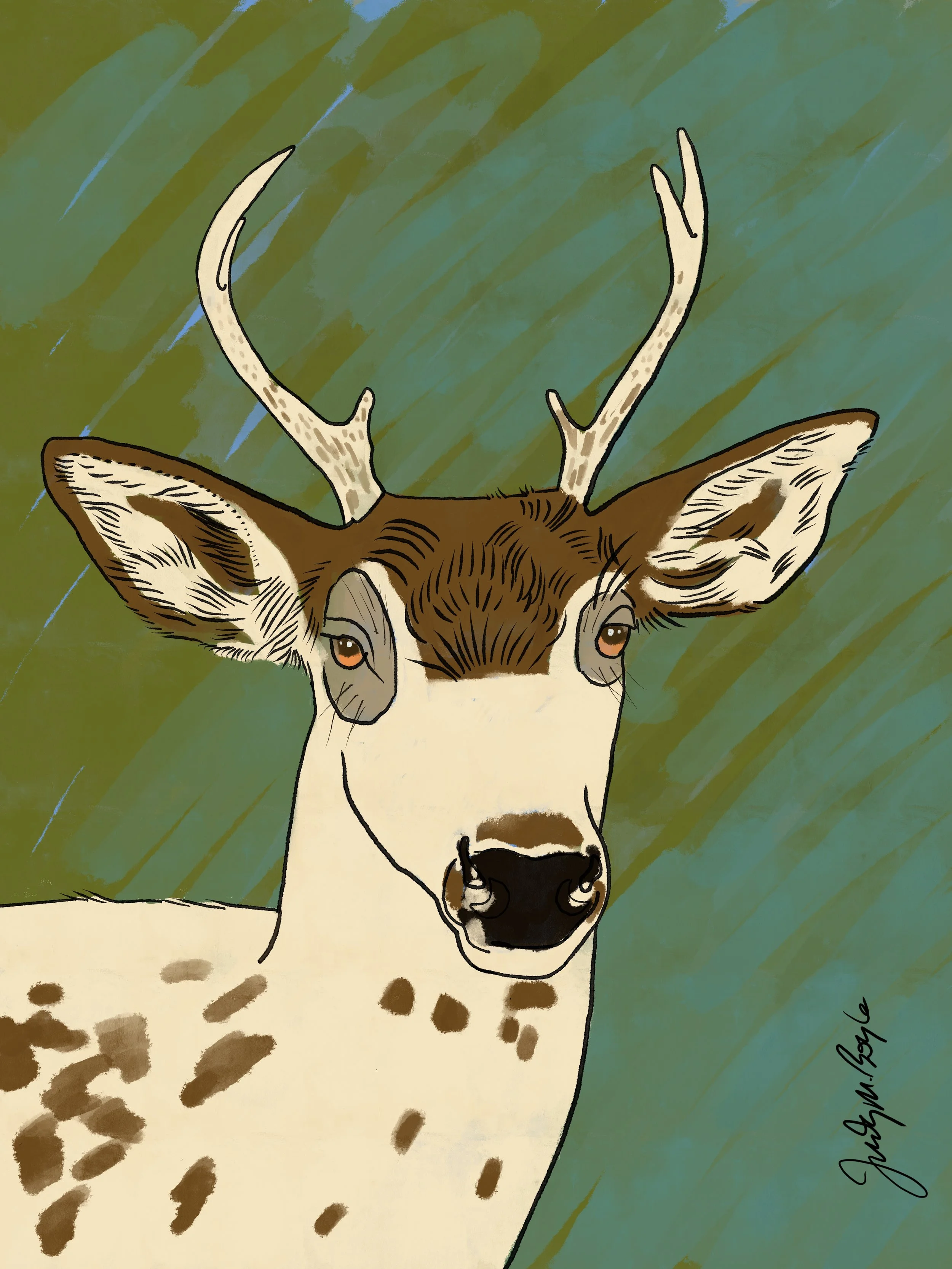Piebald Deer