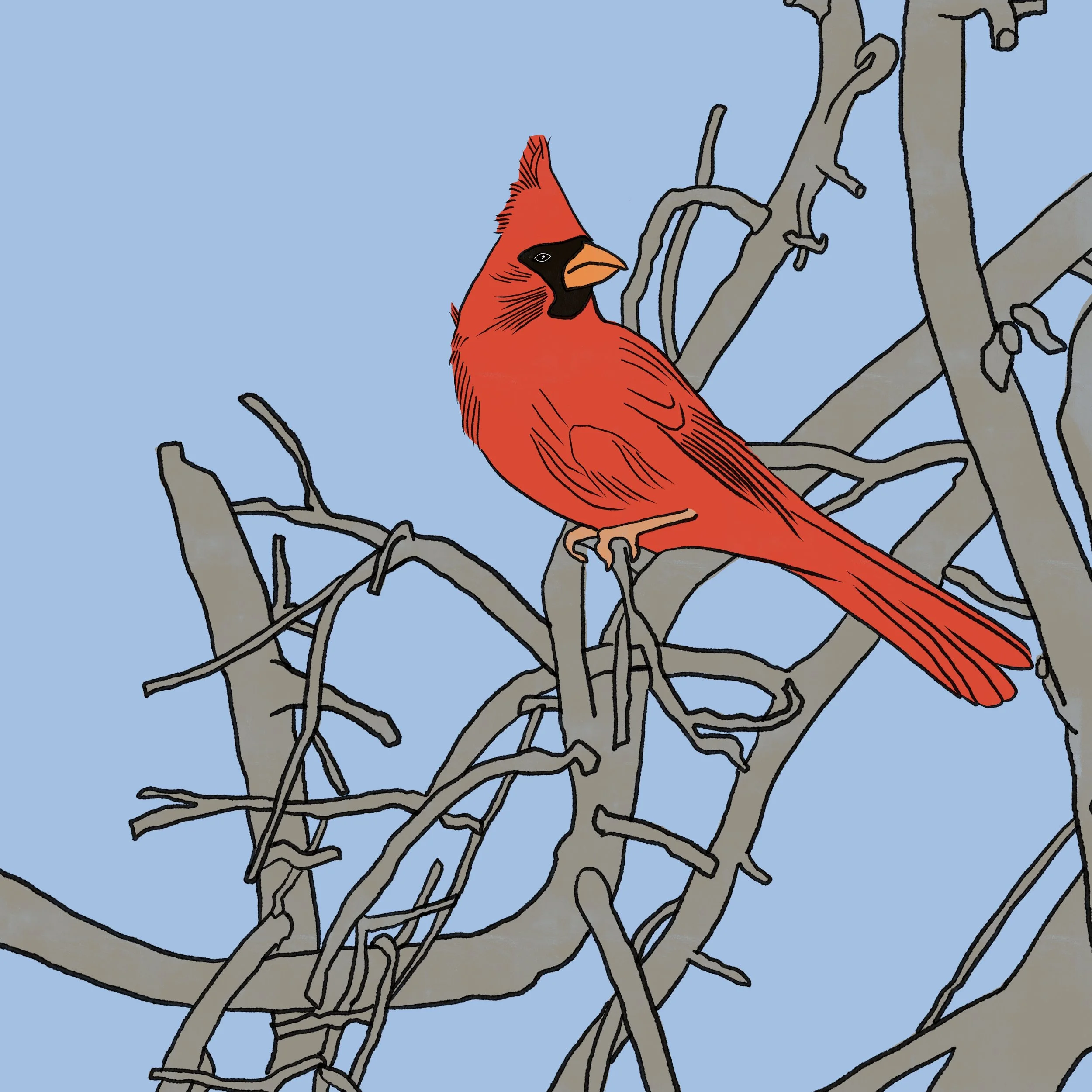 Cardinal