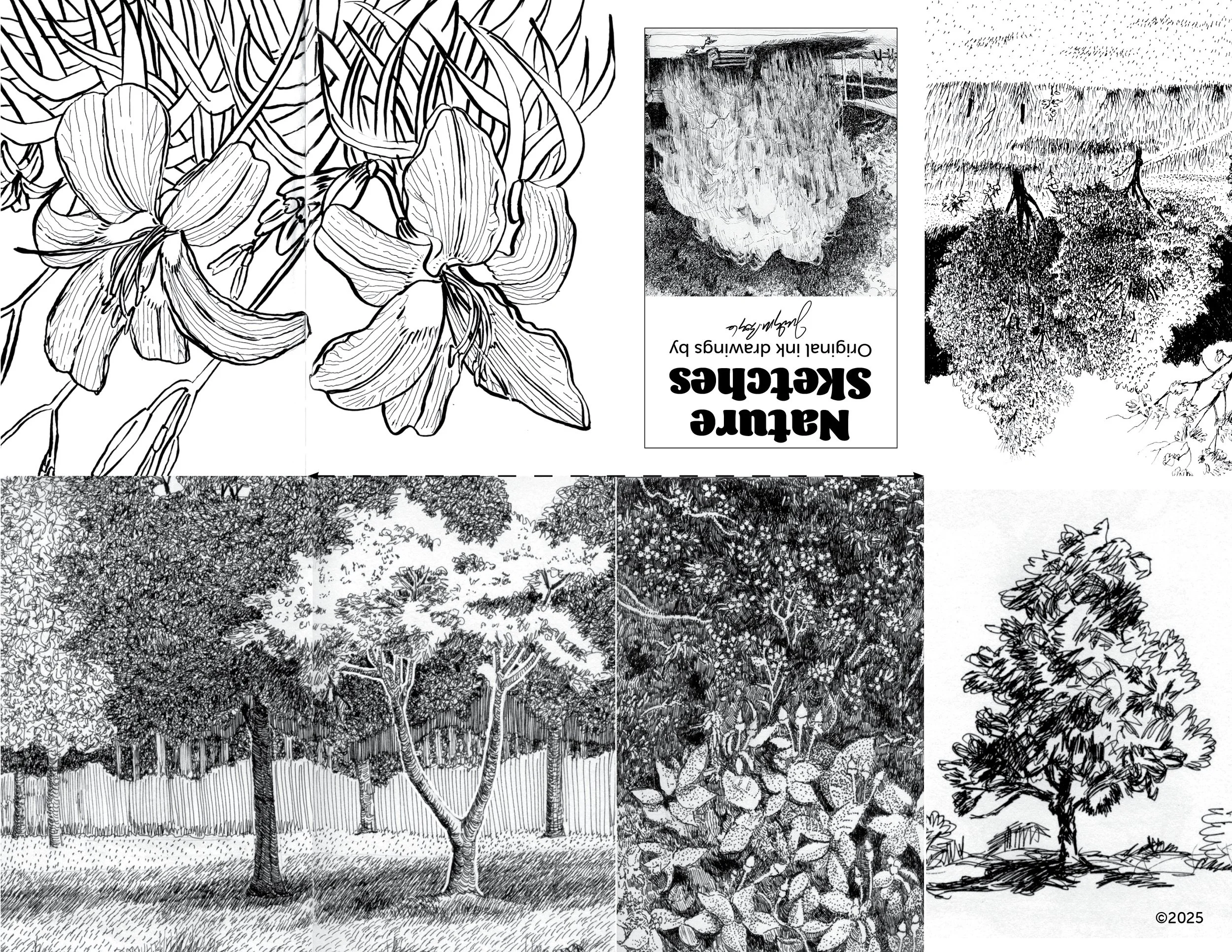 Nature Sketches Zine.jpg