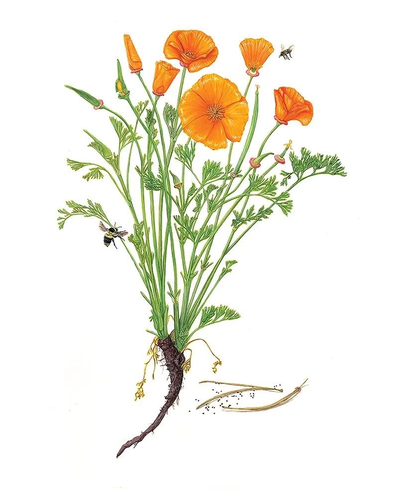 Rozzo_California Poppy web.jpg