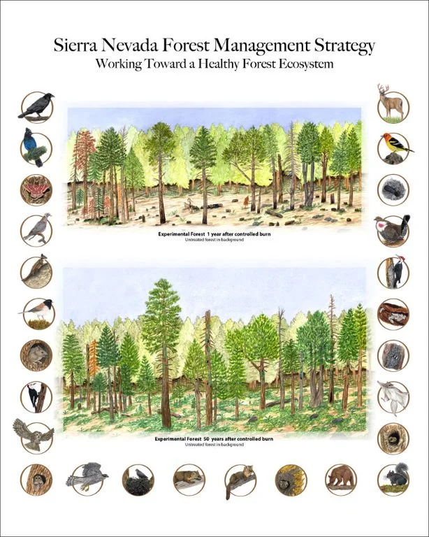 Sagehen-Forest-Management-project1.jpg