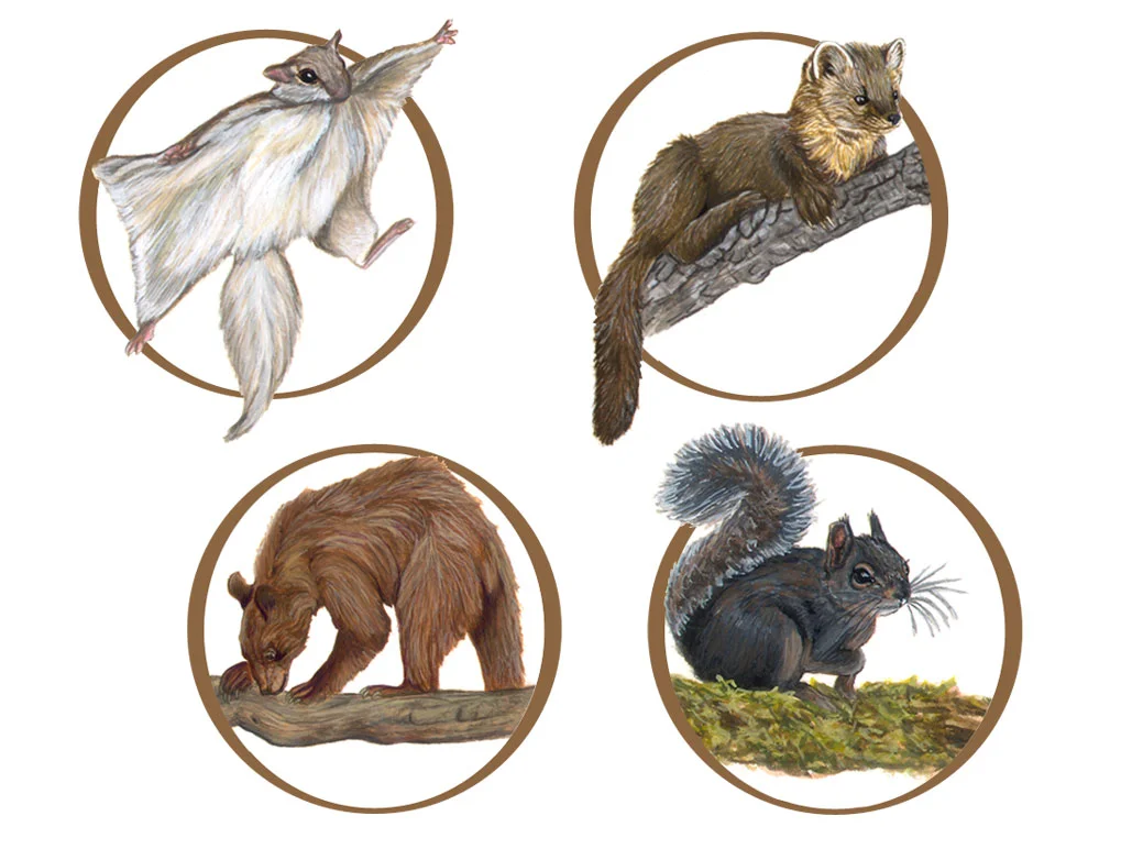 sagehen_groups_animals2.jpg