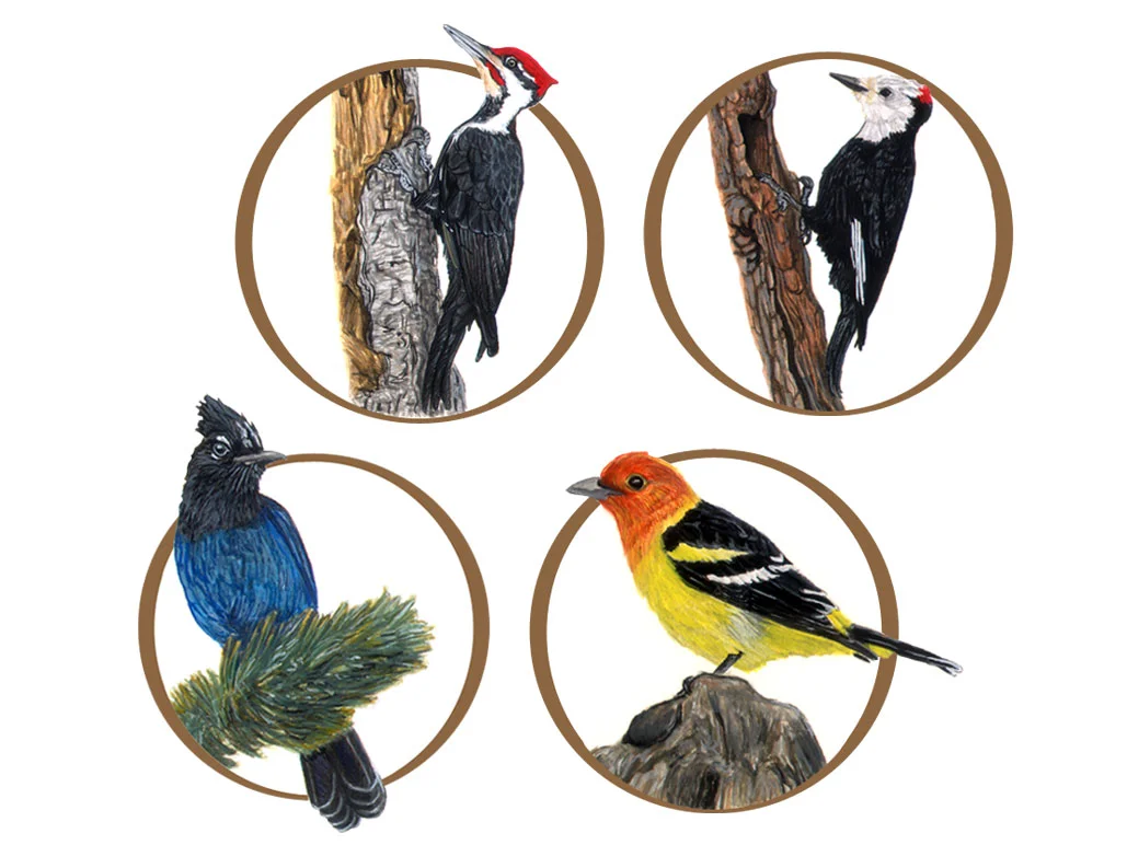 sagehen_groups_animals3.jpg