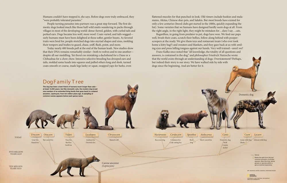 Cats-and-Dogs-68-69-SpNB.jpg