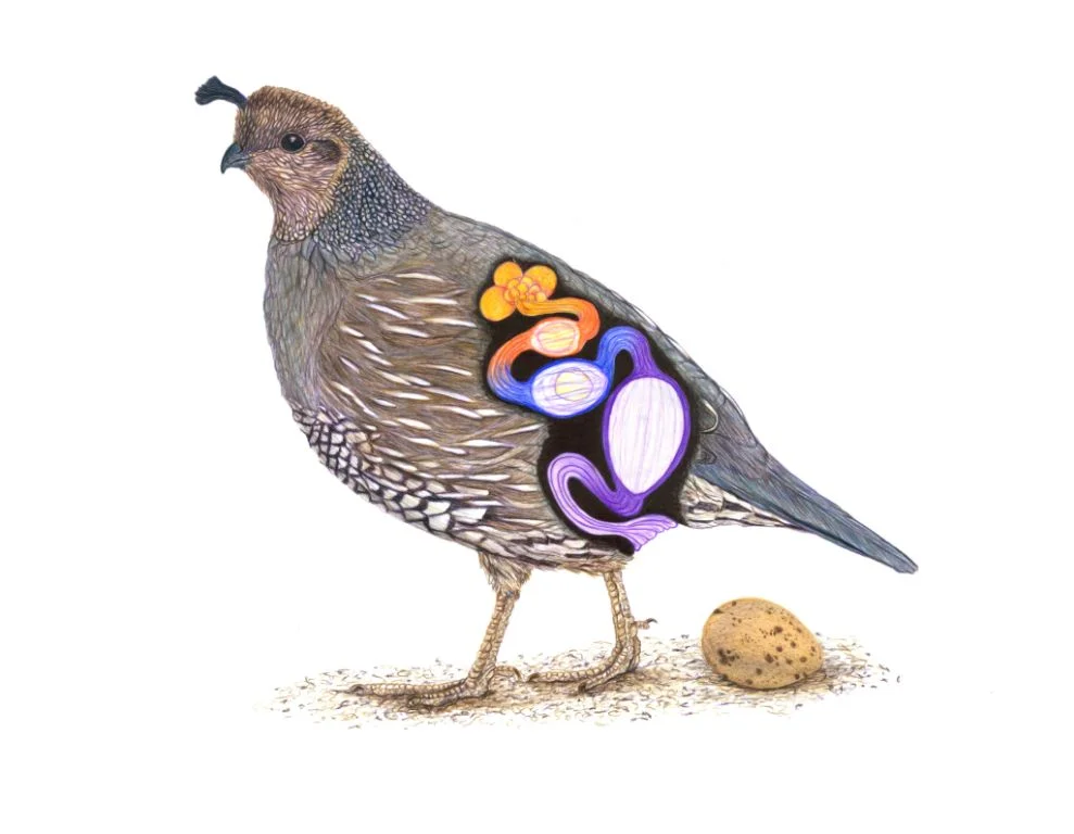 California Quail